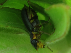 Cordylepherus sibiricus