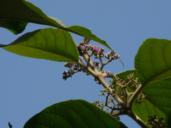 Callicarpa tomentosa