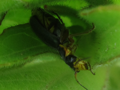 Cordylepherus sibiricus