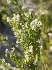 Struthiola pondoensis