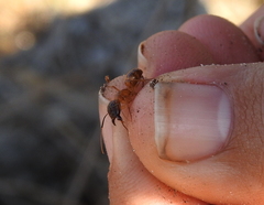 Camponotus festinatus