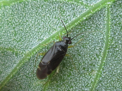 Plagiognathus amurensis