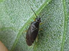 Plagiognathus amurensis