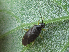 Plagiognathus amurensis