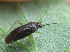 Plagiognathus amurensis
