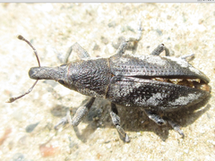 Lixus acutipennis