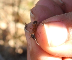Camponotus festinatus
