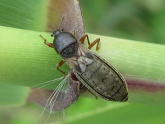 Dimorphopterus pallipes