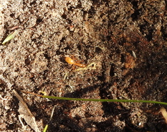 Camponotus festinatus