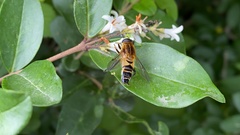 Helophilus eristaloidea