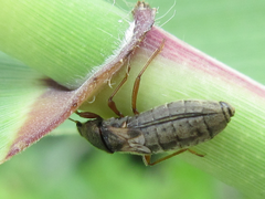 Dimorphopterus pallipes