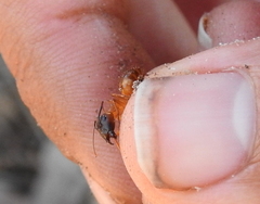 Camponotus festinatus