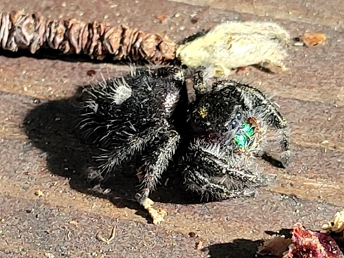 Bold Jumping Spider photographed in Nevada