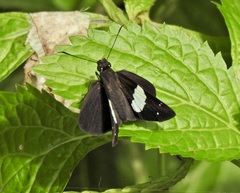 Notocrypta waigensis
