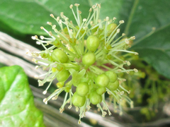 Vitis flexuosa