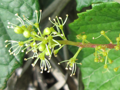 Vitis flexuosa