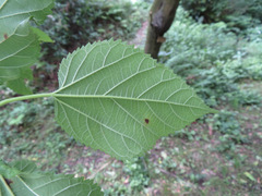 Morus indica