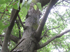 Morus indica