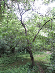 Morus indica