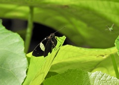 Notocrypta waigensis