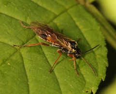 Aglaostigma fulvipes