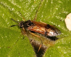 Arge ustulata