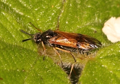 Arge ustulata