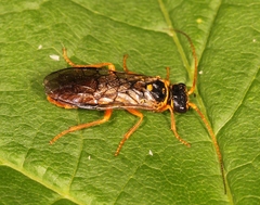 Cephalcia abietis