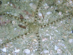 Ophiochasma stellata