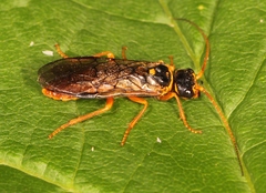 Cephalcia abietis