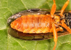 Cephalcia abietis