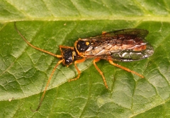 Cephalcia abietis