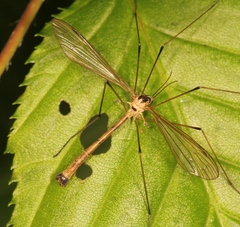 Cylindrotoma distinctissima
