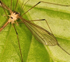 Cylindrotoma distinctissima