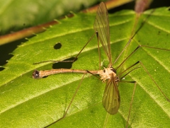 Cylindrotoma distinctissima