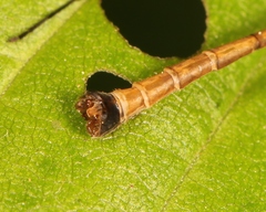 Cylindrotoma distinctissima