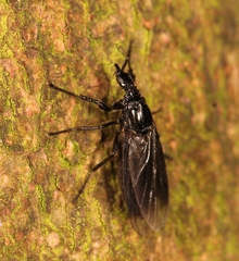 Dilophus febrilis