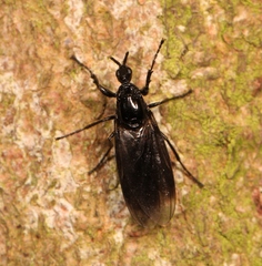 Dilophus febrilis