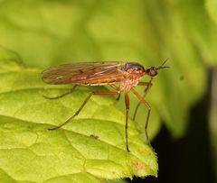 Empis trigramma