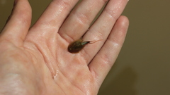 Triops cancriformis