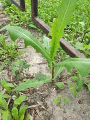 Lactuca serriola