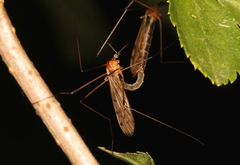 Limonia nigropunctata