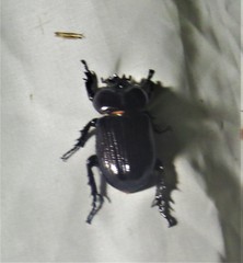 Phileurus