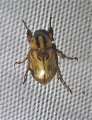 Cyclocephala mafaffa