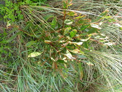 Acacia longifolia sophorae