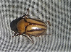 Cyclocephala complanata