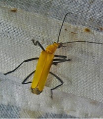 Chauliognathus sulphureus
