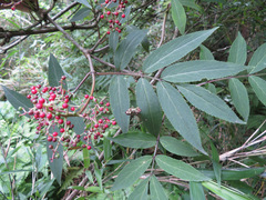 Sambucus sieboldiana pinnatisecta