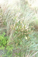 Acacia longifolia sophorae