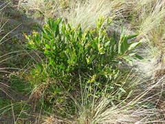 Acacia longifolia sophorae